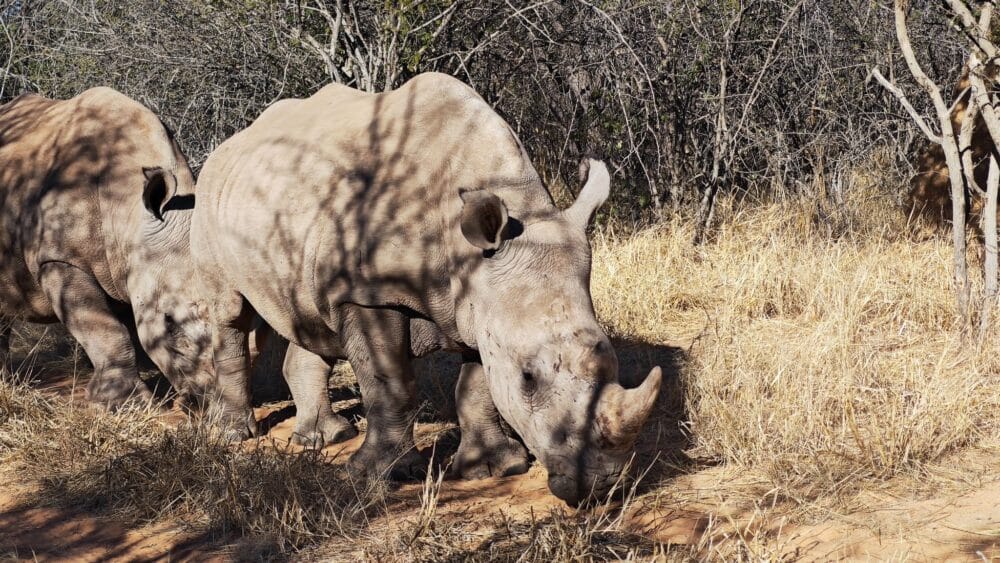 Rinoceronte blanco durante el Rhino Drive en Waterberg Namibia