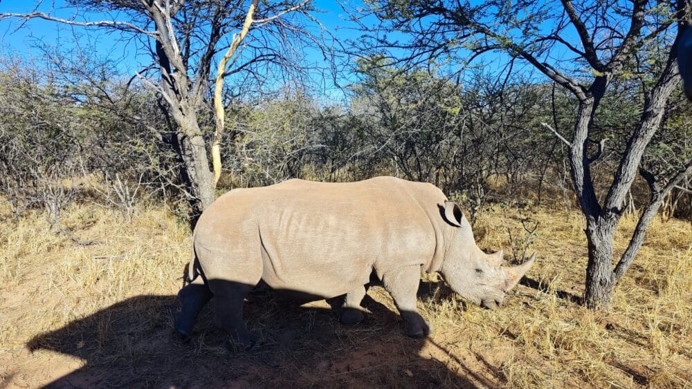 Rinoceronte blanco durante el Rhino Drive en Waterberg Namibia