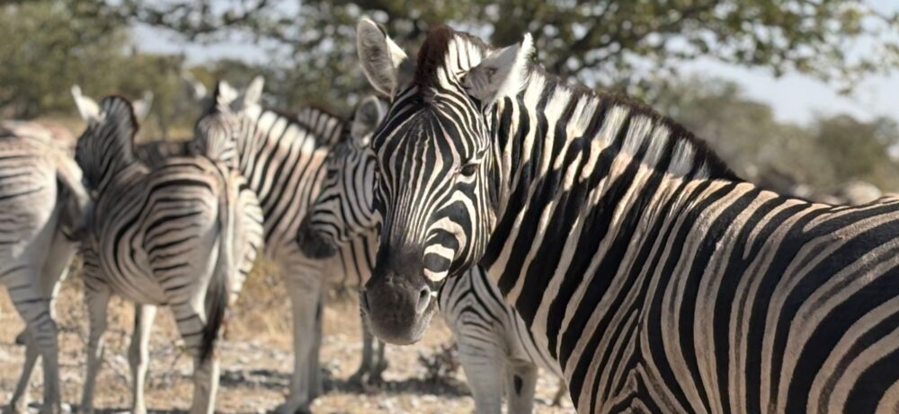 Karte des östlichen Teils des Etosha-Nationalparks in Namibia