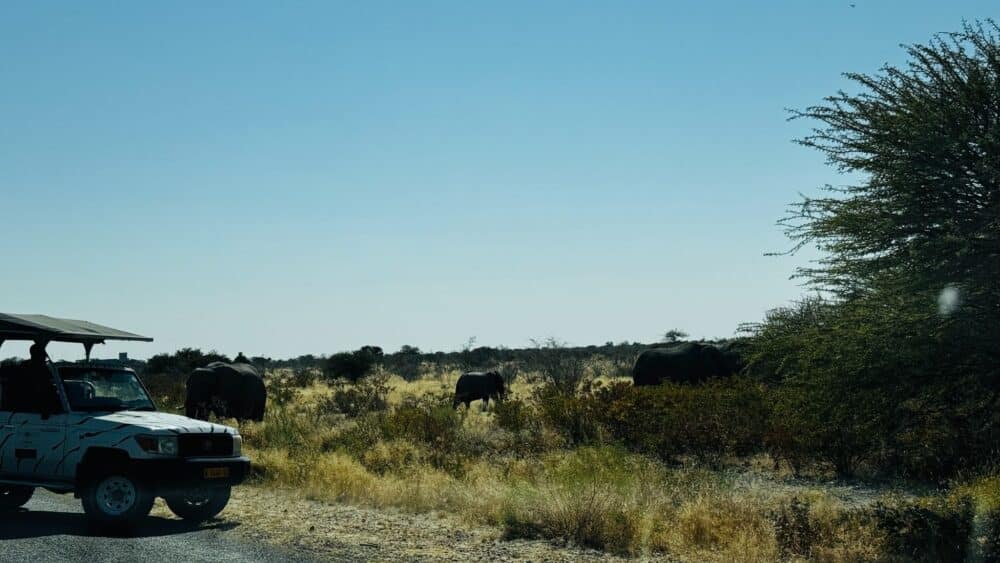 Eine Elefantenherde überquert die Landebahn in der Nähe des Andersson-Tors im Etosha-Nationalpark, Namibia.