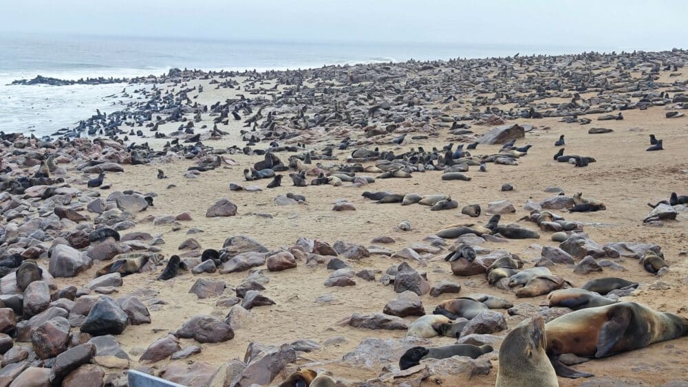 Наш внедорожник расположен лицом к морю и рядом со старым алмазным рудником на Берегу Скелетов.