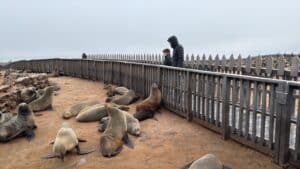 Lee más sobre el artículo Cape Cross un mar de focas del cabo