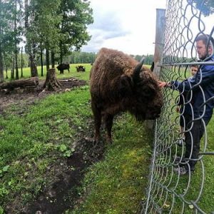 Bisonte de Pasiliai.JPG Bisonte de Pasiliai