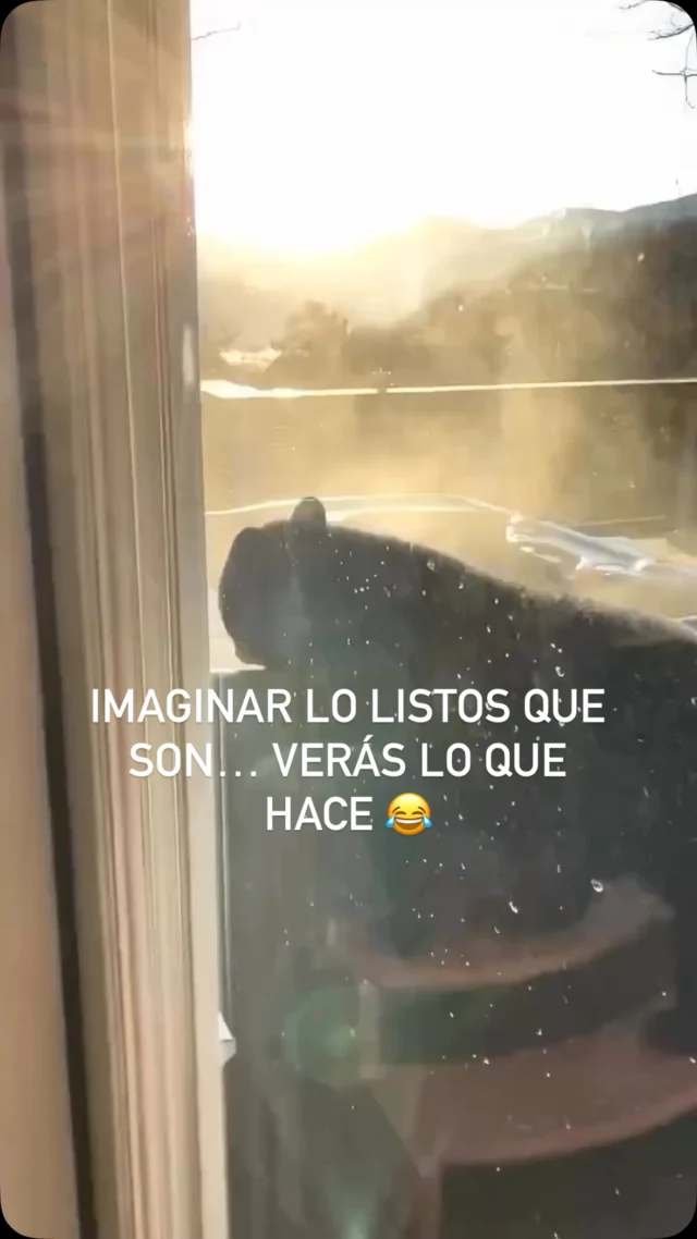Me encantan los osos… y es que son listos… que listos son 😂

#osos